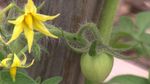 Early Flowering Tomatoes