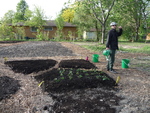 Planting of Keyhole Garden Started