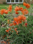 Poppies in Bloom