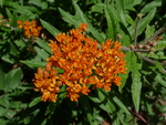 Butterfly Milkweed, Asclepias Tuberosa