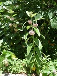 Common Milkweed, Asclepias Syriaca