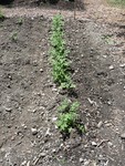 Potatoes Planted by Young Women of W5