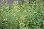 Meadow 18 by Campus Community Garden Project: University of Windsor