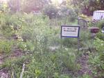 Meadow 41 by Campus Community Garden Project: University of Windsor